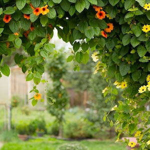 Black Eyed Susan Vine Mixed Color Seeds, Thunbergia Alata TH0220 image 1