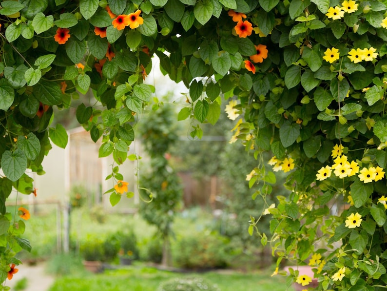 K&ouml;nnte beinhalten: Eine &uuml;ppige Darstellung von Kletterpflanzen mit leuchtend orangefarbenen und gelben Bl&uuml;ten. Das Bild zeigt eine Vielzahl von gr&uuml;nem Laub, das einen nat&uuml;rlichen Bogen bildet. Die Bl&uuml;ten haben eine ausgepr&auml;gte Form und verleihen der Szene Farbe. Der Hintergrund ist ein verschwommener Garten.