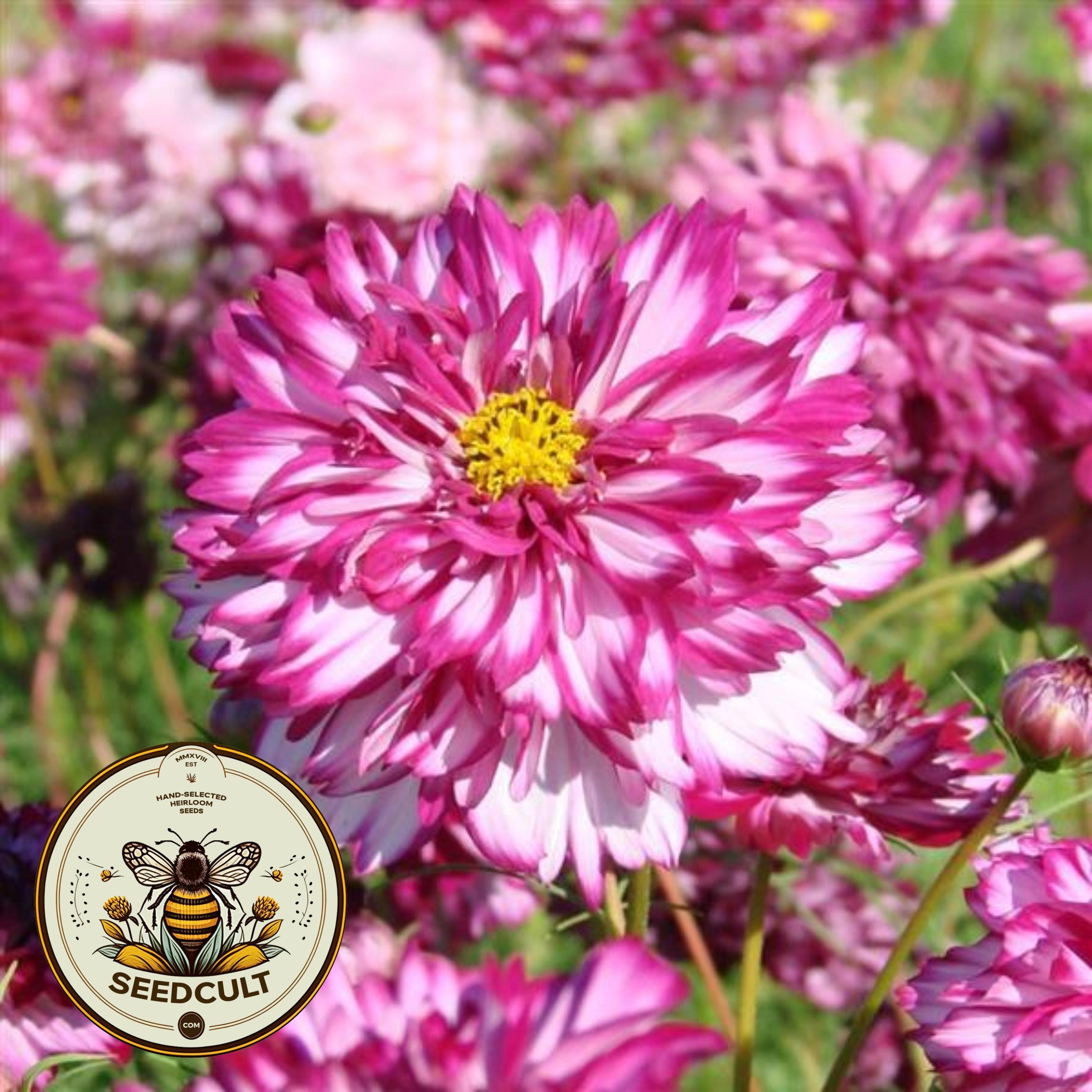 Violet Bicolor Cosmos Seeds, Double Click, Cosmos Bippinatus CO1325