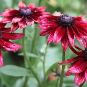 May include: Close-up of several dark red coneflowers with black centers. The petals have a lighter pinkish-red hue towards the tips. Green stems and leaves are visible in the background, creating a natural, floral theme.
