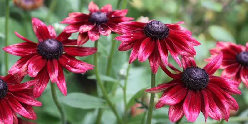 May include: Close-up of several dark red coneflowers with black centers. The petals have a lighter pinkish-red hue towards the tips. Green stems and leaves are visible in the background, creating a natural, floral theme.
