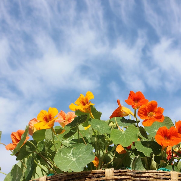 Edible Flowers, Jewel Mix Nasturtiums, Red, Orange and Yellow, Tropaeolum majus  TR0150