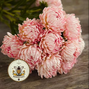 Peony Duchess Apricot Aster Seeds, Callistephus Chinensis, CU8740 image 2