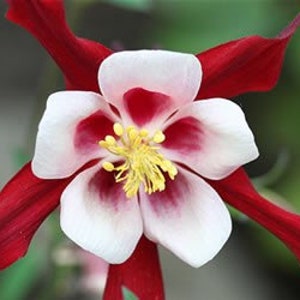 20 Crimson Star Columbine Seeds, Flowering Shade Perennial, Aquilegia Crimson Star AQ0420 image 1