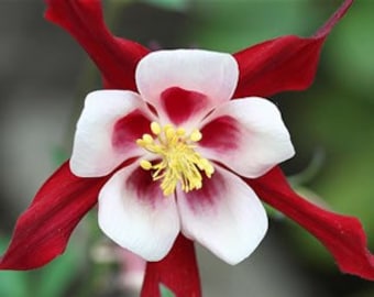 20 Pink Petticoat Columbine Seeds, Flowering Shade Perennial, Aquilegia ...