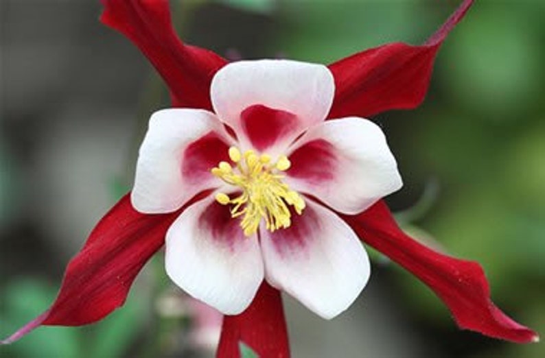 20 Crimson Star Columbine Seeds, Flowering Shade Perennial, Aquilegia Crimson Star AQ0420 image 1