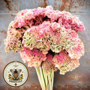 May include: A large bouquet of ornamental kale in shades of pink, green, and cream. The flowers have ruffled edges and are bunched together. The stems are green and the background is a rusty metal surface. A circular logo with a bee and the text "SEEDCULT" is in the lower left.