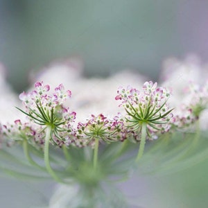 May include: Close-up of a Queen Anne's Lace flower. The delicate white petals are accented with tiny pink and purple florets. Green stems and a soft, blurred background create a natural, serene aesthetic. The flower's intricate details are highlighted.