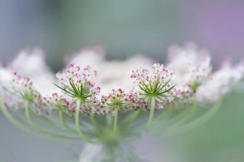 May include: Close-up of a Queen Anne's Lace flower. The delicate white petals are accented with tiny pink and purple florets. Green stems and a soft, blurred background create a natural, serene aesthetic. The flower's intricate details are highlighted.