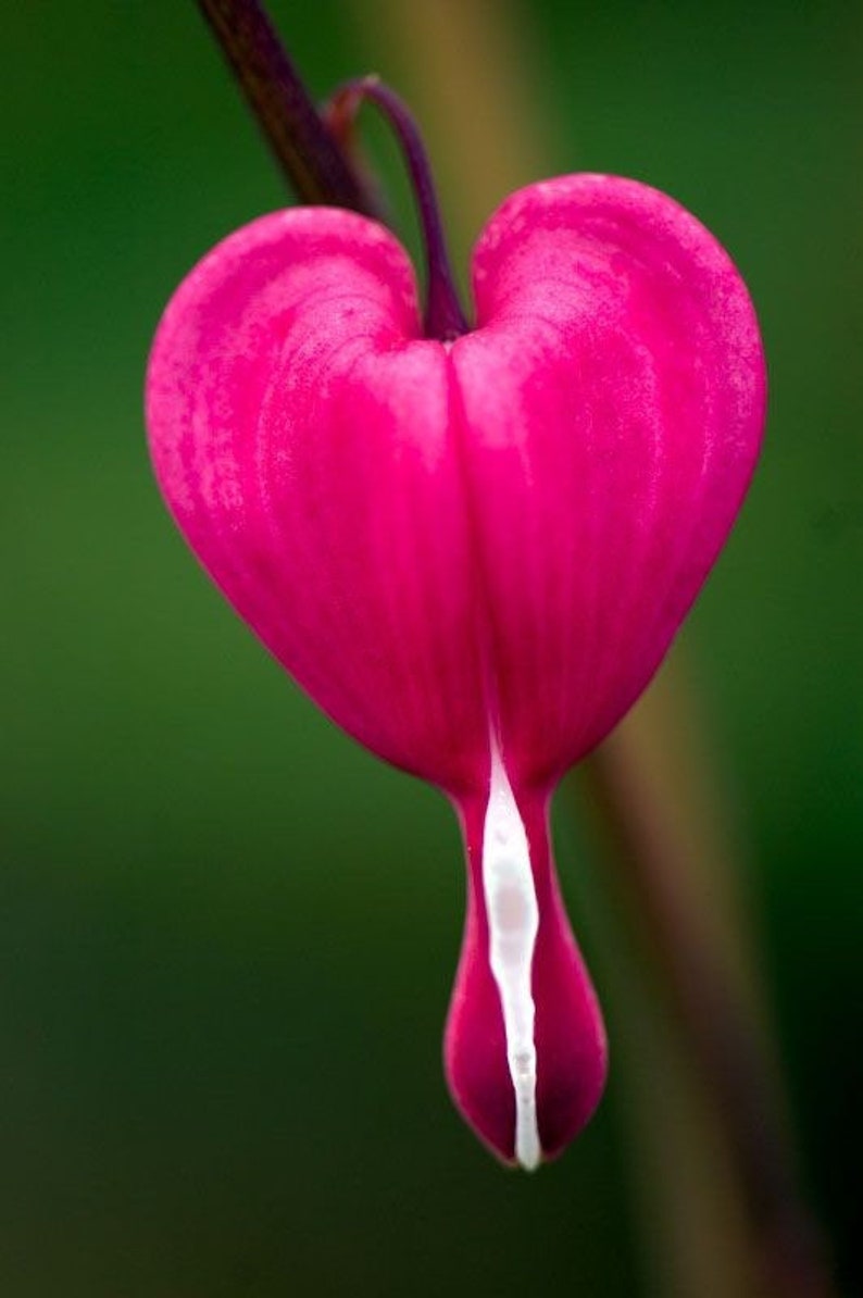 Pink Bleeding Heart Seeds, Lamprocapnos Spectabilis, Dicentra DS0110 image 2