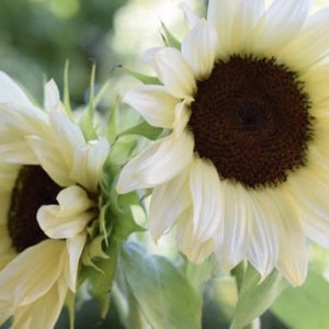 White Nite Sunflower, Pro-Cut, Helianthus Annuum HA2020