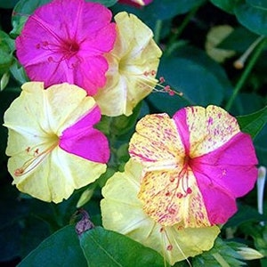Broken Color Four O‘Clock Seeds, Mutabilis Jalapa MU2225