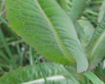 Wild Lettuce Seeds, Medicinal plants, Organic Lactuca Virosa LC4020