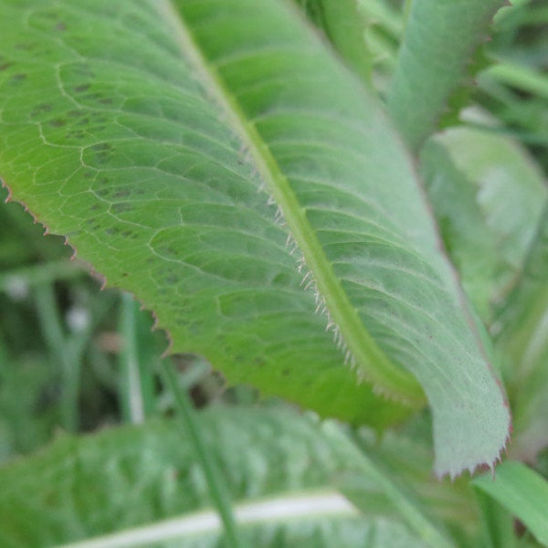 Wild Lettuce Seeds, Medicinal plants, Organic Lactuca Virosa LC4020