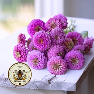 NEW! Benarys Giant Lilac Zinnia Seeds, Largest Giant Zinnias, Zinnia Elegans ZE5025