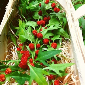 100 Strawberry Stick Seeds, Strawberry Spinach, Goosefoot, Chenopodium Capitatum CP021C