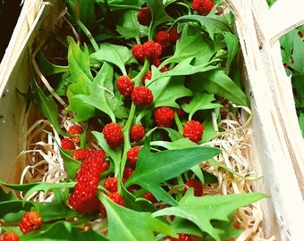 100 Strawberry Stick Seeds, Strawberry Spinach, Goosefoot, Chenopodium Capitatum CP021C