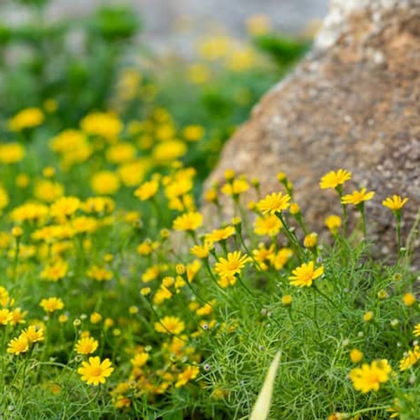 Bulk Dahlberg Daisy Seeds, Texas Native Wildflower, Thymophylla TenuilobaTY015C