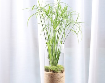Egyptian Papyrus Seeds, House Plant, Terrarium, Umbrella Plant, Cyperus Aternifolius CY3020