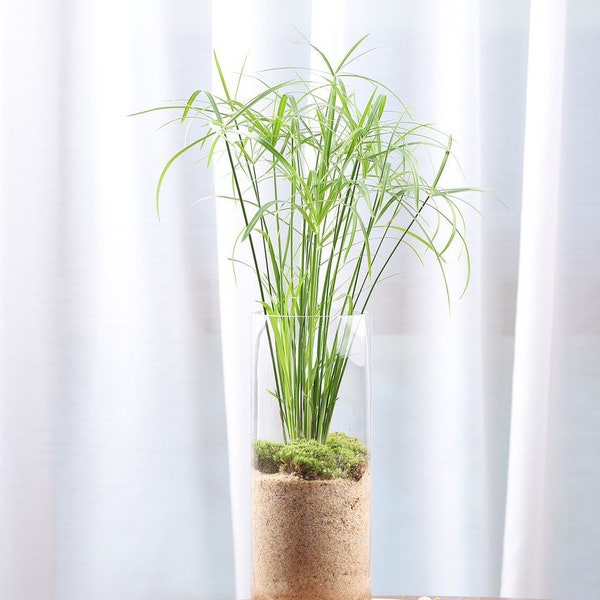 Egyptian Papyrus Seeds, House Plant, Terrarium, Umbrella Plant, Cyperus Aternifolius CY3020