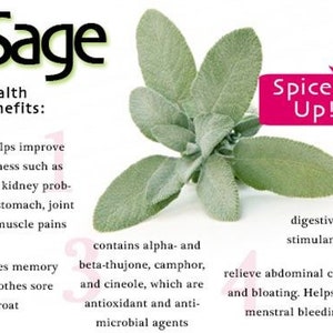 Organic Sage Seeds, Salvia Officinalis, Common, Culinary Herb Sage SA0530 image 2
