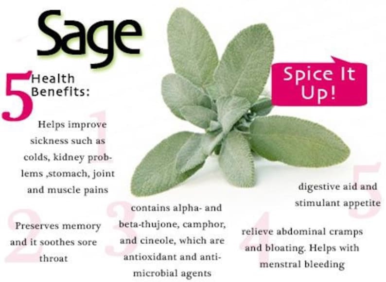 Organic Sage Seeds, Salvia Officinalis, Common, Culinary Herb Sage SA0530 image 2