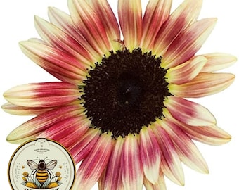 Strawberry Blonde Sunflower Seeds, Helianthus Annuum, Pink and Yellow Sunflower HA1720