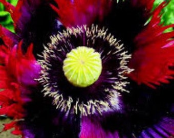 Jimi Hendrix Poppy Seeds, Jimi’s Flag Papaver Somniferum, Purple, Red, Black, Certified Organic, Bread seed poppies PS121CR