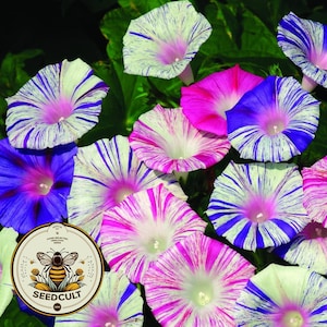 May include: Close-up of a variety of striped morning glory flowers in shades of white, pink, blue, and purple. The flowers have a white background with stripes of color. The image includes a logo for Seedcult.