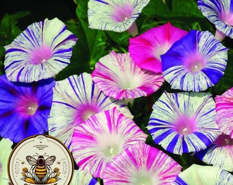 Harlequin Mix Morning Glory Seeds, Ipomoea Nil IP1925