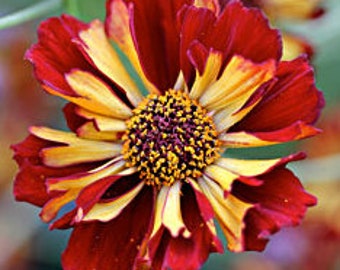 Roulette Coreopsis Seeds, Coreopsis Tintoria, Native Wildflowers CO4025