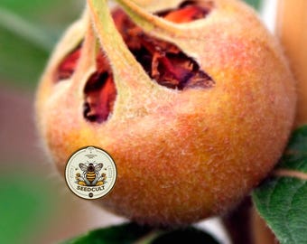 Medlar Seeds, Mespilus Germanica, Rare Medieval Fruit Tree, Heirloom Bletting Fruit, Cold Hardy Perennial Zones 5-9, MP4010