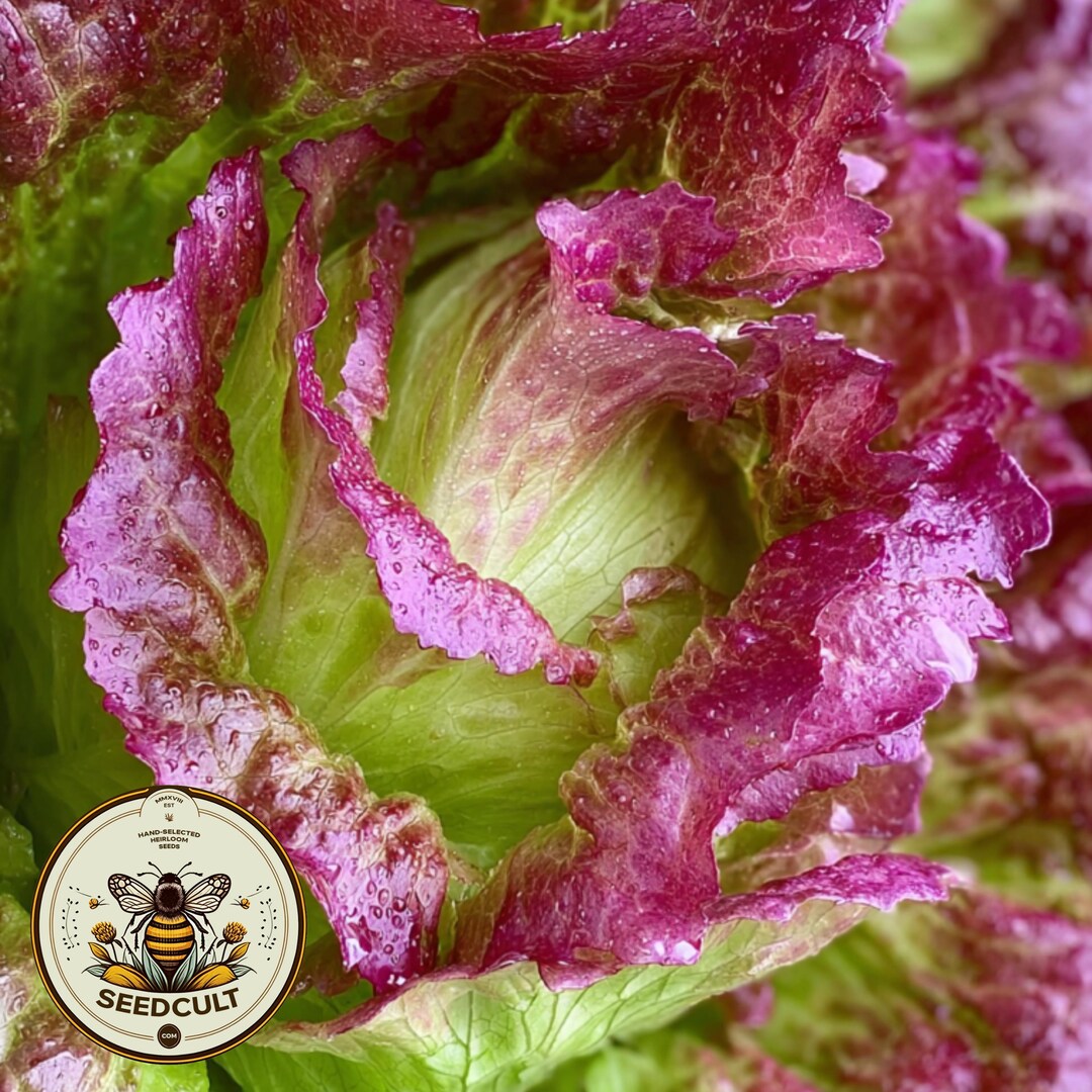 Organic Red Iceberg Lettuce Seeds, Bulk Lactuca Sativa LC071C - Etsy