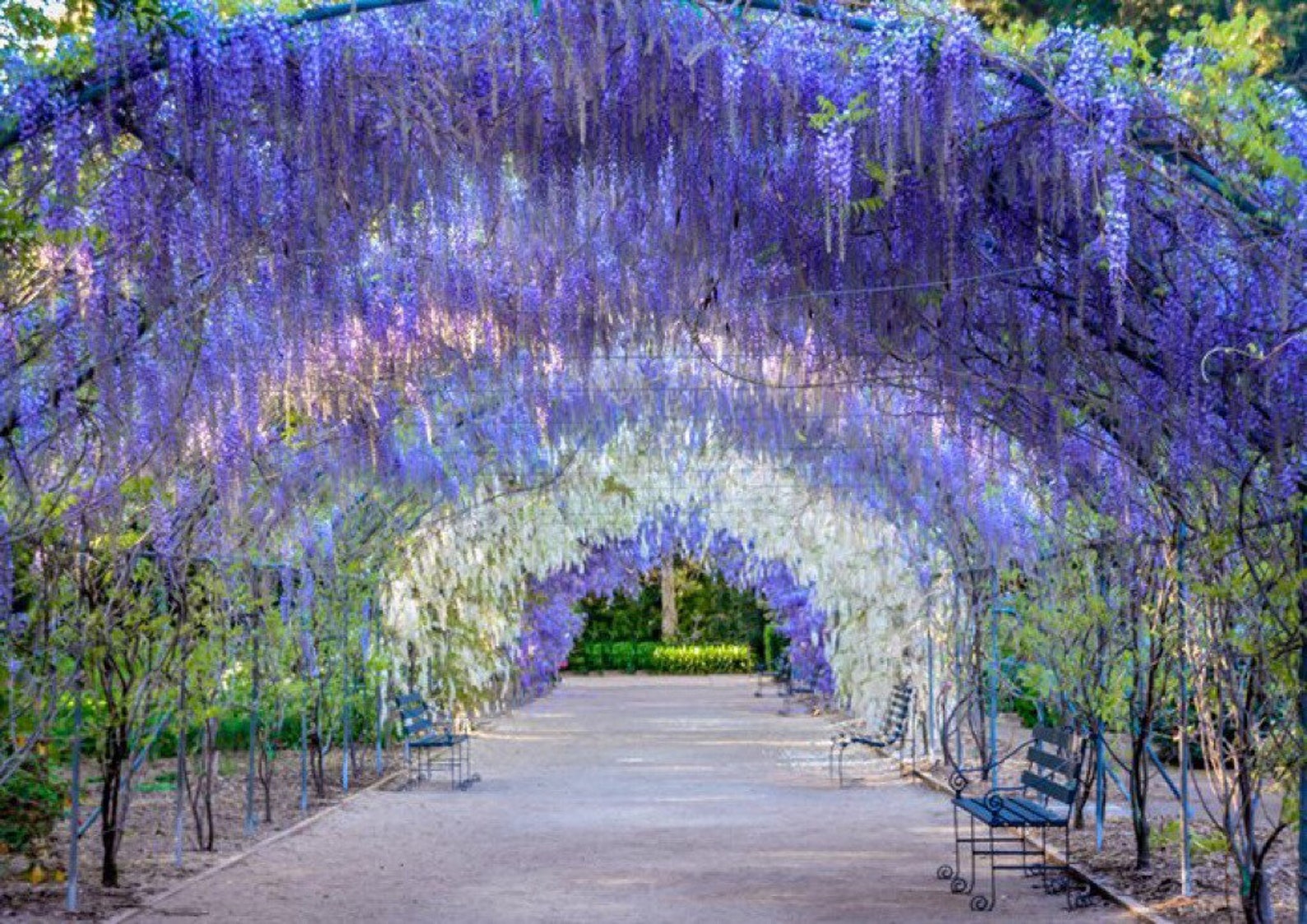 5 Blue Moon American Wisteria Seeds Wisteria Macrostachya Etsy