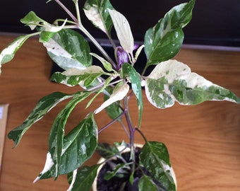 Organic Purple Tiger Variegated Hot Pepper Seeds, Trifetti Capsicum Annuum CH1310