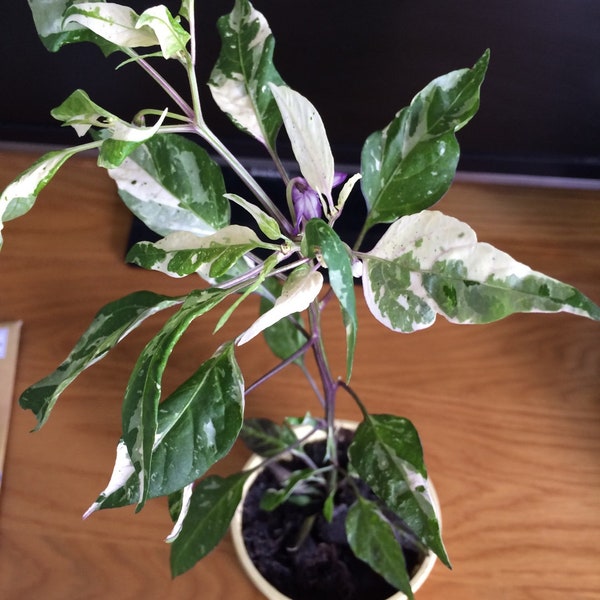 Organic Purple Tiger Variegated Hot Pepper Seeds, Trifetti Capsicum Annuum CH1310