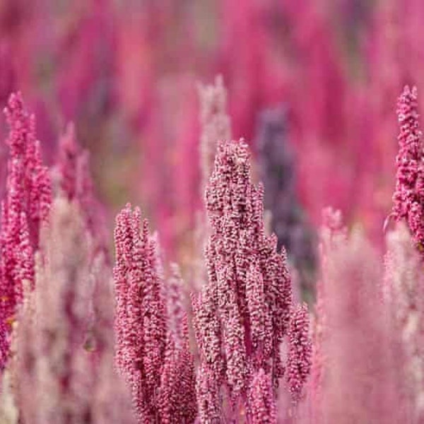 500 Rainbow Quinoa Seeds, Organic Brightest Brilliant, Chenopodium Quinoa CP015CR