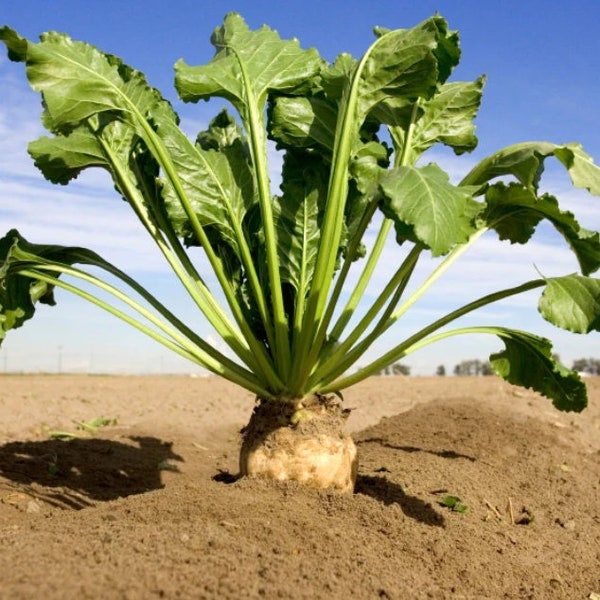 50 Organic Sugar Beets, Non-GMO, Beta Vulgaris, sub Altissima BE9050