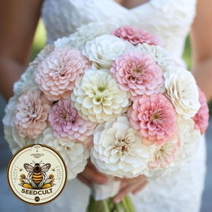 Blushing Bride Zinnia Seeds Mix, Pink and White, Zinnia Elegans ZE421C