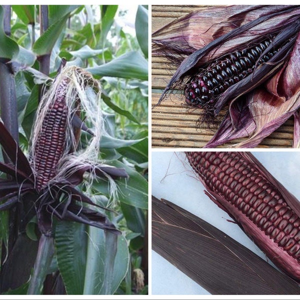 Double Red Sweet Corn Seeds, Organic Zea Mays ZM0125