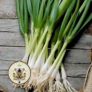 May include: Fresh green onions with white bulbs and roots are displayed on a rustic wooden surface. The vibrant green leaves contrast with the white stems. A circular logo with a bee and the text "SEEDCULT" is visible.