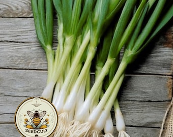 Welsh Onion Seeds, Food Forest, Perennial Vegetables, White Bunching Onion, Allium Fistulosum, AL441C