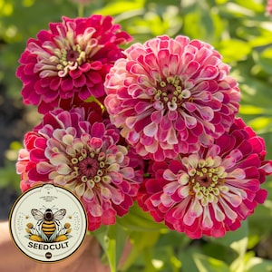 Mazurkia Scarlet Cream Graines de Zinnia, Zinnia Elegans ZE2425