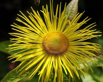 Organic Elecampane Seeds, Inula Helenium, Medicinal plants IN0125