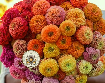 NEW! Lilliput Dwarf Zinnia Mix Seeds, Rainbow Mix, Zinnia Elegans, ZE061C