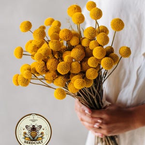 Billy Button Seeds, Craspedia, Billy Balls, Craspedia Globosa CD0150