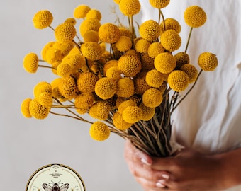 Billy Button Seeds, Craspedia, Billy Balls, Craspedia Globosa CD0150
