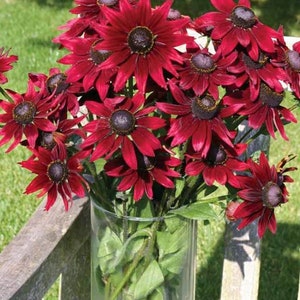 May include: A bouquet of deep red Black-Eyed Susan flowers in a clear glass vase. The flowers have dark centers and pointed petals. Green leaves and stems are visible inside the vase, with a wooden bench and green grass in the background.