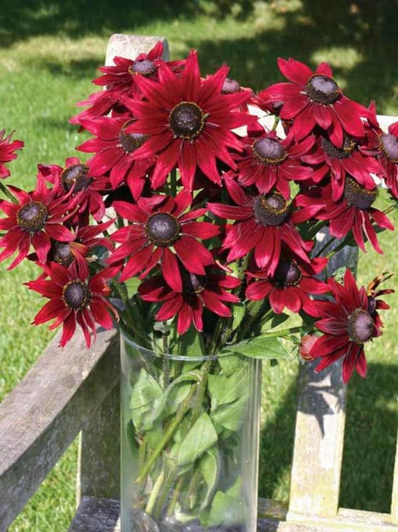 May include: A bouquet of deep red Black-Eyed Susan flowers in a clear glass vase. The flowers have dark centers and pointed petals. Green leaves and stems are visible inside the vase, with a wooden bench and green grass in the background.