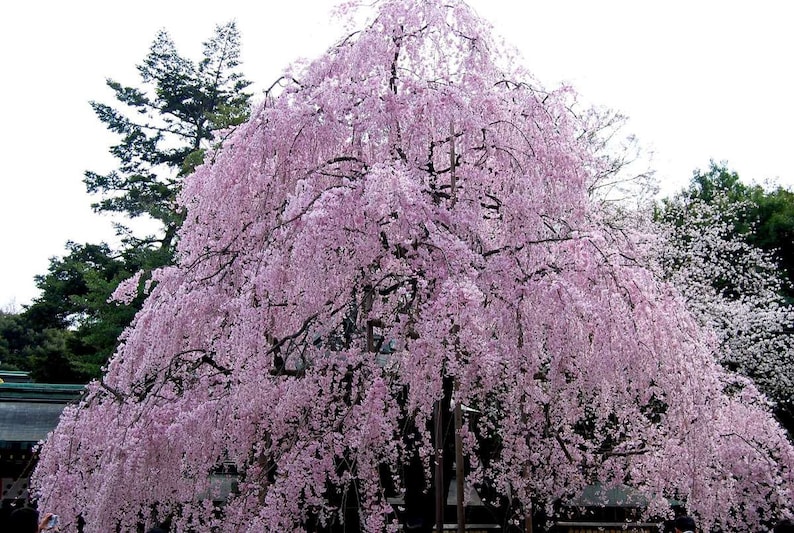 Weeping Cherry Tree Seeds, Bonsai, Higan Cherry, Prunus Subhirtella Var. Pendula PR4110R image 7